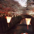 黑川夜樱,浪漫光影中的日本风情画卷